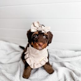 Firewood - Tri-color Bernedoodle puppy in Greencastle, Indiana from Willow & Co.