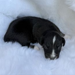 Amari - Black tri-color female Australian Shepherd puppy in Mount Vernon, Texas from RJ's Aussie Posse