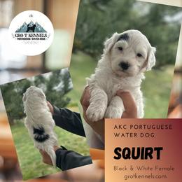 Squirt - Black and white female Portuguese Water Dog puppy in Weston, Idaho from Gro-T Kennels