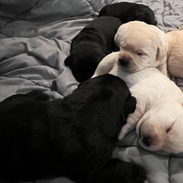 Labrador Retriever Puppies from Wading Waters Labradors