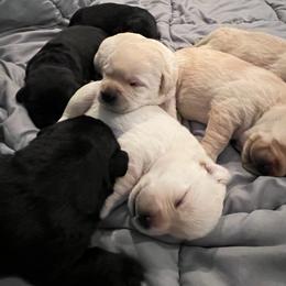 Labrador Retriever Puppies from Wading Waters Labradors