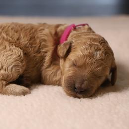 Georgia - Apricot female Goldendoodle puppy in Macclenny, Florida from Baker County Goldendoodles
