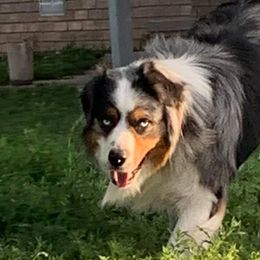 Australian Shepherds, Miniature Australian Shepherds, and Toy Australian Shepherds from KNJ Aussies