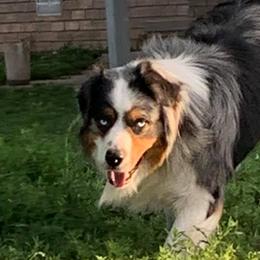 Australian Shepherds, Miniature Australian Shepherds, and Toy Australian Shepherds from KNJ Aussies