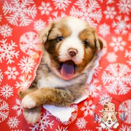 Bing Crosby - Red merle male Miniature Australian Shepherd puppy in Hearne, Texas from Wigglebutts Unlimited