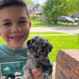 Cockapoo Puppies from Oak and Magnolia