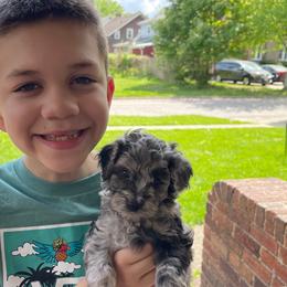 Cockapoo Puppies from Oak and Magnolia