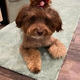 Demi - Bernedoodle
