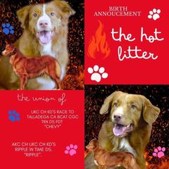 Chevy - Nova Scotia Duck Tolling Retriever