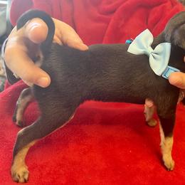 Prague Ratter Puppies from North Star Gem’s Prague Ratters