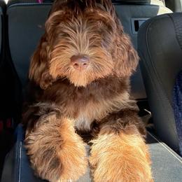 Lyric (Guardian Family ) - Chocolate female Goldendoodle puppy in La Grange, Georgia from Heartfelt GoldenDoodles
