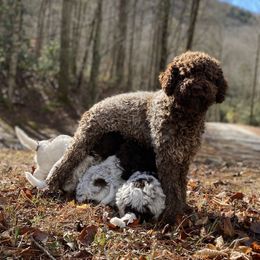 Eva - Lagotto Romagnolo