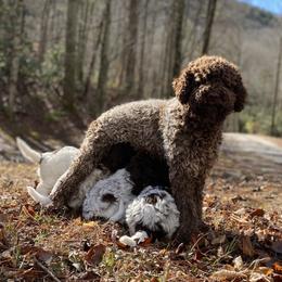 Eva - Lagotto Romagnolo