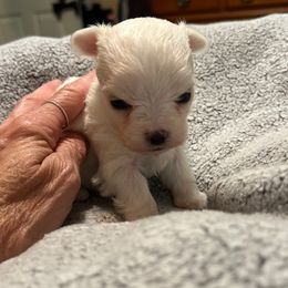 Maltese puppies from Angie's Puppies