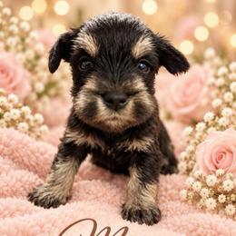 Max - Black and silver male Miniature Schnauzer puppy in Hull, Georgia from Ardent Miniature Schnauzers of Athens