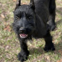 Giant Schnauzer Puppies from Elegy Kennels