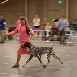 German Shorthaired Pointer All Grown Up from Windward German Shorthaired Pointers