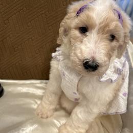 Sienna - Parti female Poodle puppy in Mobile, Alabama from Semmy’s Standard Poodle LLC