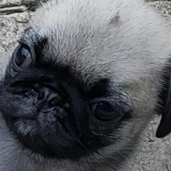 Pugs from Daisy Neese's Pugs