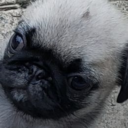 Pugs from Daisy Neese's Pugs