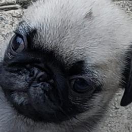 Pugs from Daisy Neese's Pugs