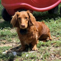 Gussy Boy - Red male Dachshund puppy in Buna, Texas from Triple S Dachshunds