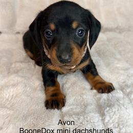 Avon - Black and tan female Dachshund puppy in Lexington, Oklahoma from BooneDox Miniature Dachshunds