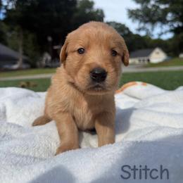 Stitch - Golden male Golden Retriever puppy in Simpsonville, South Carolina from Upstate Revival Retrievers