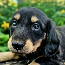 Shadow - Dachshund puppy from Treasure Dachshunds