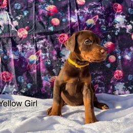 Yellow - Red and rust female Doberman Pinscher puppy in Knox, Indiana from Double River Dobermans