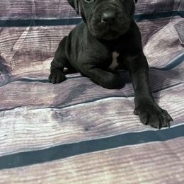 Pink Collar - Black female Cane Corso puppy in Fritch, Texas from Carrie Brown's Cane Corsos