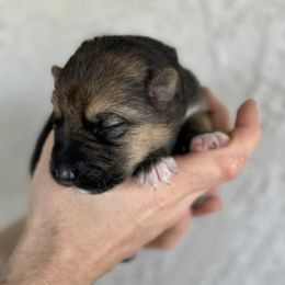 Swift - Black and tan German Shepherd puppy in Peoria, Arizona from Sunrise Shepherds