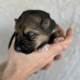 Swift - Black and tan German Shepherd puppy in Peoria, Arizona from Sunrise Shepherds