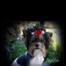 Jupiter - Yorkshire Terrier