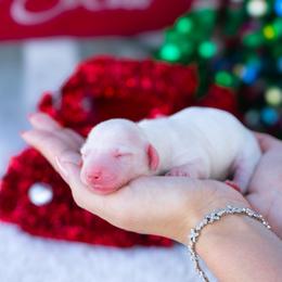 Echo - Cream male Dachshund puppy in Fort Myers, Florida from Blossom Paws