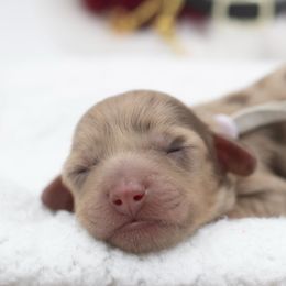 Cookie - Dapple female Dachshund puppy in Mesa, Arizona from Dach Army LLC