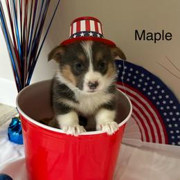 Maple - Blue female Pembroke Welsh Corgi puppy in Montgomery County, Tennessee from Anita’s little Corgi Haven