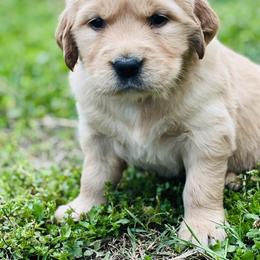 Golden Retriever Puppies from Golden Bunns Retrievers