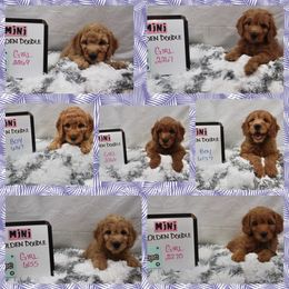 Goldendoodle and Poodle Puppies from Partridge Doodles and Poodles