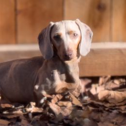 Ash - Dachshund
