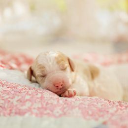 Poodle Puppies from Setting the Standard Poodles