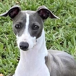 Italian Greyhounds from Bellagio Italian Greyhounds