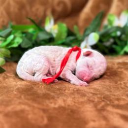 Rip (red) - Apricot male Goldendoodle puppy in Haltom City, Texas from Ohana Doodles