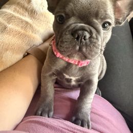 Zoe - French Bulldog