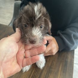 Dolly - White and chocolate female Chinese Crested puppy in Milton, Florida from No Hair Here