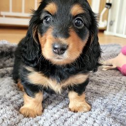 Dachshund Puppies from Kingpin Doxies