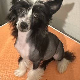 Cindy - Black and white Chinese Crested puppy in Georgia from Just Cresteds