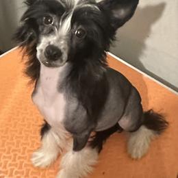 Cindy - Black and white Chinese Crested puppy in Georgia from Just Cresteds