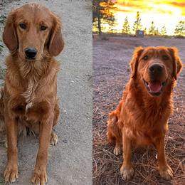 Golden Retriever puppies from Legacy Ranch Golden Retrievers