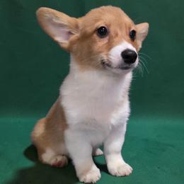 Male 2 - Red male Pembroke Welsh Corgi puppy in Unicoi, Tennessee from East Tennessee Clark Corgis